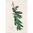 thumbnail image 2 of Audubon, John James 11x14 Black Ornate Wood Framed with Double Matting Museum Art Print Titled - Yellow Throated Warbler, 2 of 4