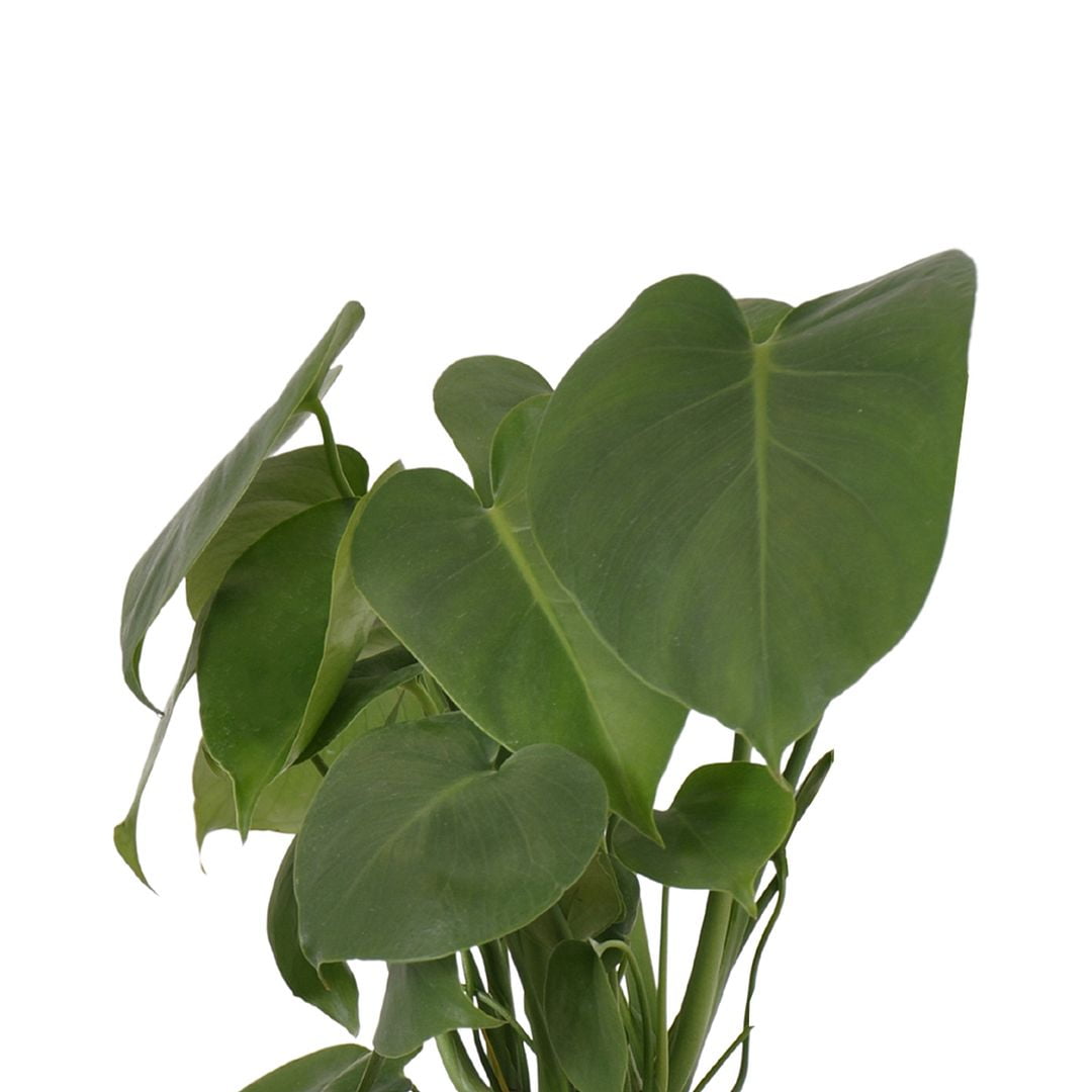 United Nursery Live Monstera Deliciosa Houseplant 12-14in Tall in 6-inch Premium Ecopots White Gray