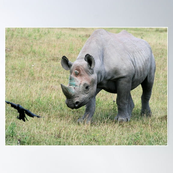 Rhinocerous 10 Poster Wall Art, Modern Wall Decor For Living Room Bedroom, 8x12 UNFRAMED