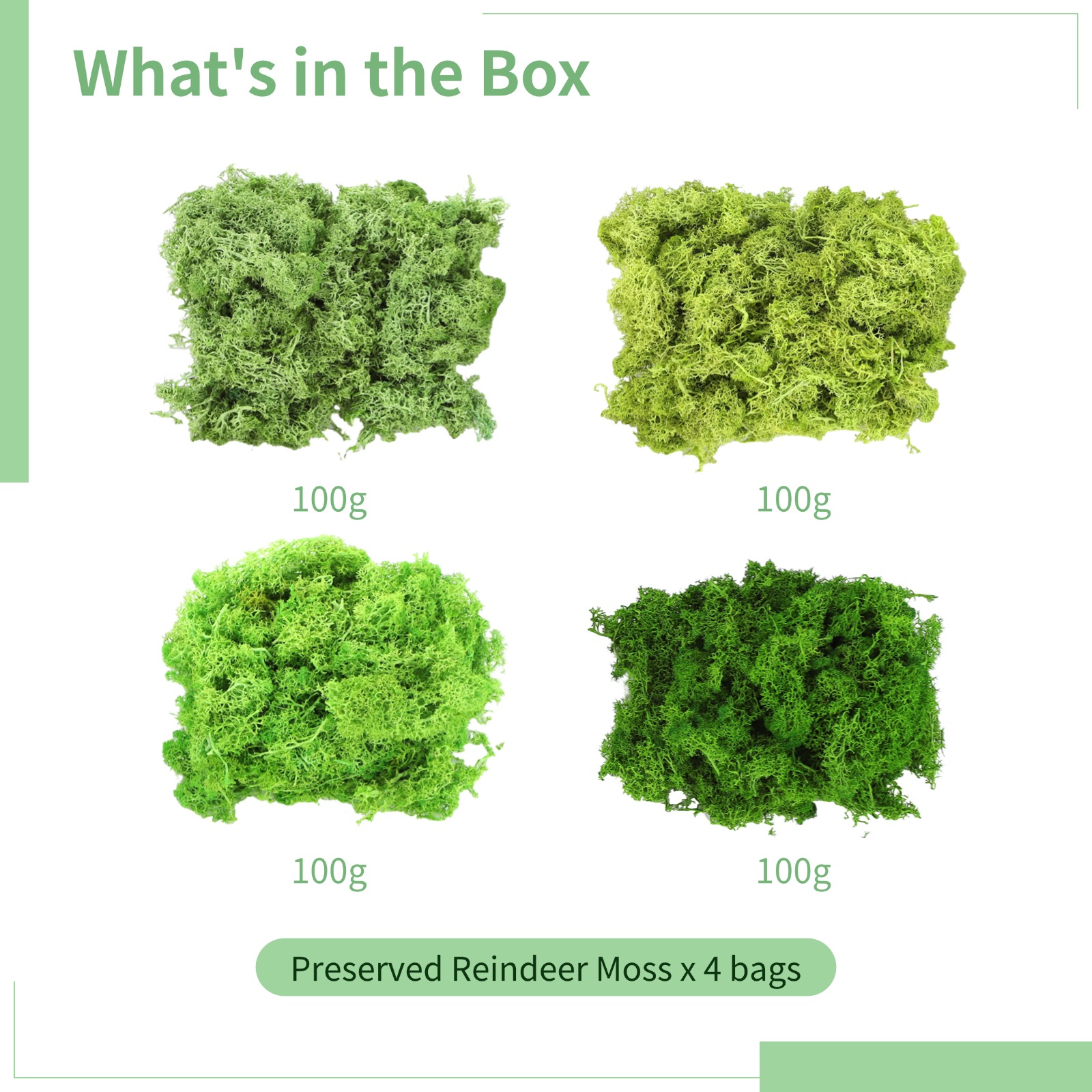 4 Colors Preserved Reindeer Moss for DIY Miniature Landscapes Green Natural Texture, Perfect for Craft Projects and Home Decor