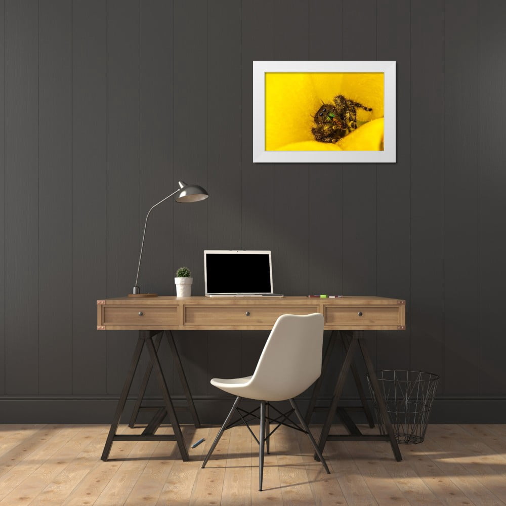 Jaynes Gallery 14x11 White Modern Wood Framed Museum Art Print Titled - Texas-McMullen County Jumping spider inside prickly pear cactus blossom