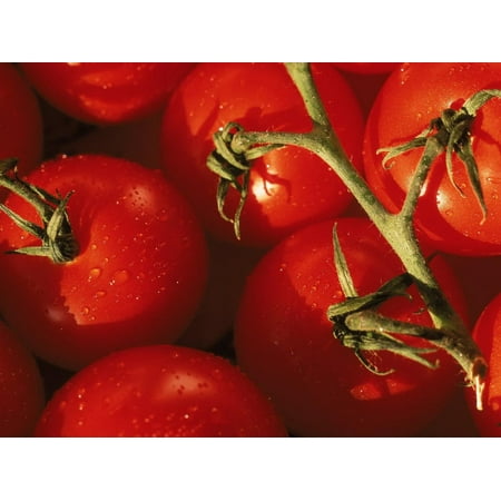 Tomatoes on Vine Print Wall Art By Mitch Diamond