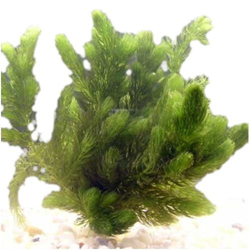 Pond Oxygenating Hornwort (1 Bunch 6 Stem Plants)