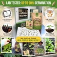 thumbnail image 2 of Organo Republic - 15 Lettuce & Salad Greens Seeds Varieties - 17,700+ Non GMO Heirloom Garden Seeds, 2 of 6