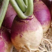 PAPAW'S GARDEN SUPPLY LLC. HELPING THE NEXT GENERATION GROW! American Purple Top Heirloom Rutabaga 800 Seeds