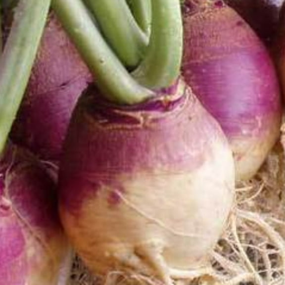 PAPAW'S GARDEN SUPPLY LLC. HELPING THE NEXT GENERATION GROW! American Purple Top Heirloom Rutabaga 800 Seeds