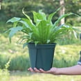 thumbnail image 2 of Pot de Jardin Innovant pour Contrôle des Racines, Design à Bord Festonné Robuste, Durable pour Plantes à Longues Racines, Empilable pour un Rangement Facile et un Placement Intérieur, 2 of 5