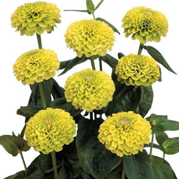 Zinnia Benary's Giant Lime Seed, Untreated, 50 Seeds