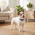thumbnail image 3 of Vibrant Life Solid Polyester Adjustable Dog Collar, Blue, S, 3 of 11
