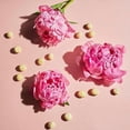 thumbnail image 5 of Softsoap Moisturizing Body Wash, Luminous Oils Macadamia Oil & Peony, 591 mL, 5 of 5