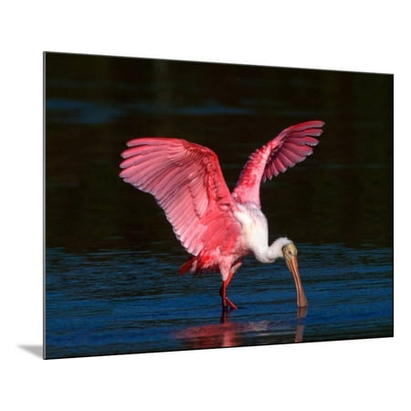 Refuge Point - Roseate Spoonbill, Ding Darling National Wildlife Refuge, Sanibel Island, Florida, USA Wood Mounted Print Wall Art By Charles Sleicher