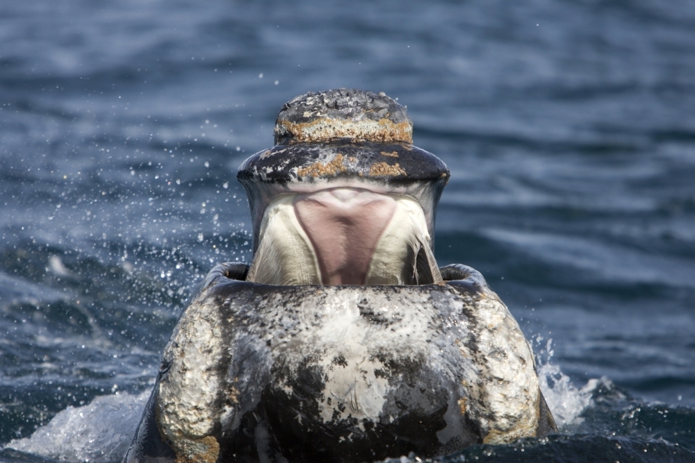 Front view of the open mouth on a young southern right whale. Poster