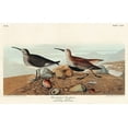 thumbnail image 2 of Audubon, John James 32x22 Black Ornate Wood Framed with Double Matting Museum Art Print Titled - Red backed Sandpiper, 2 of 4