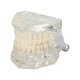 thumbnail image 2 of Modelo de dientes dentales Ticfox acrílico transparente para enseñanza y estudio, 2 of 12