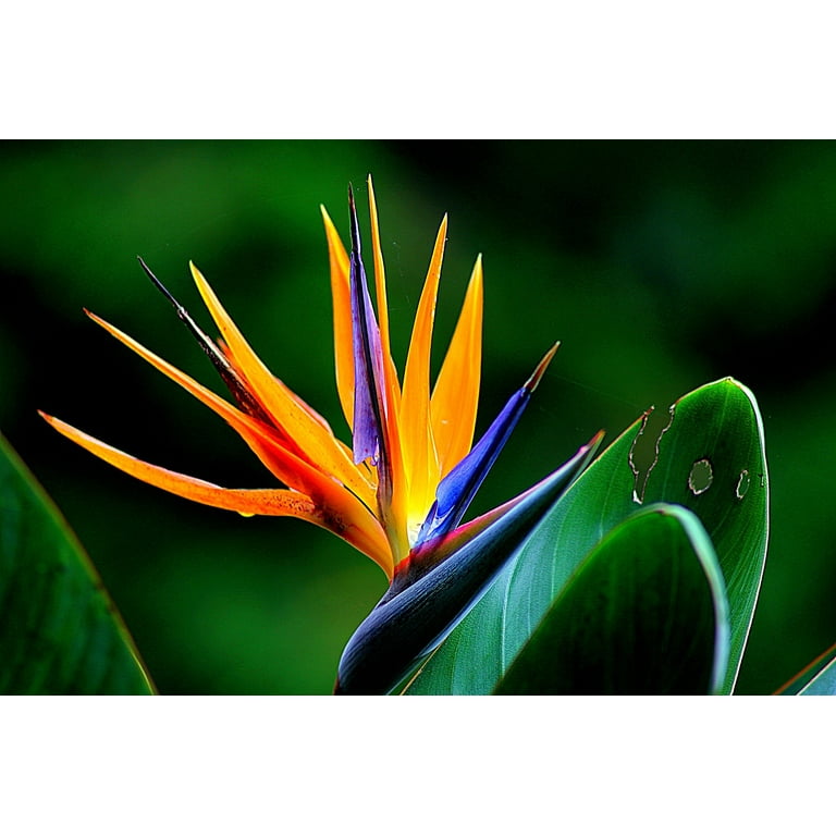 【新品】Aloha Blossom Birds Of Paradise 42 Bird of Paradise - Seeds