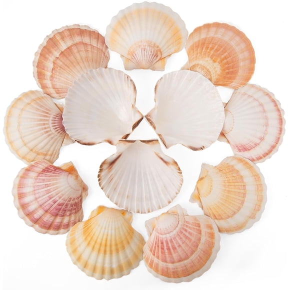 Sinkoo 6PCS Scallop Shells 4"-4.5" Natural Sea Shells Yellow & Pink Hawaiian Scallop Shells for Baking DIY Craft Home Vase Fillers & Beach Wedding Party Decor