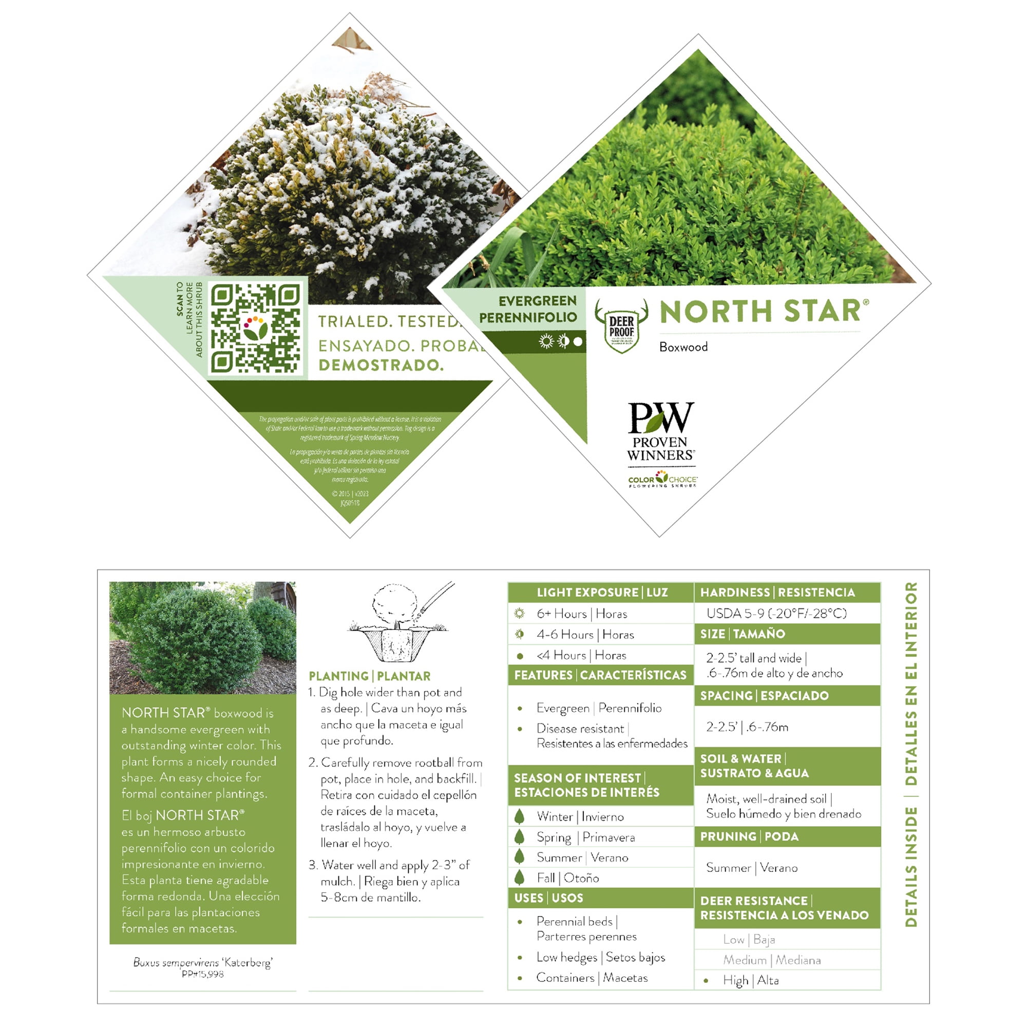 Proven Winners ColorChoice North Star Boxwood (1 Gallon)