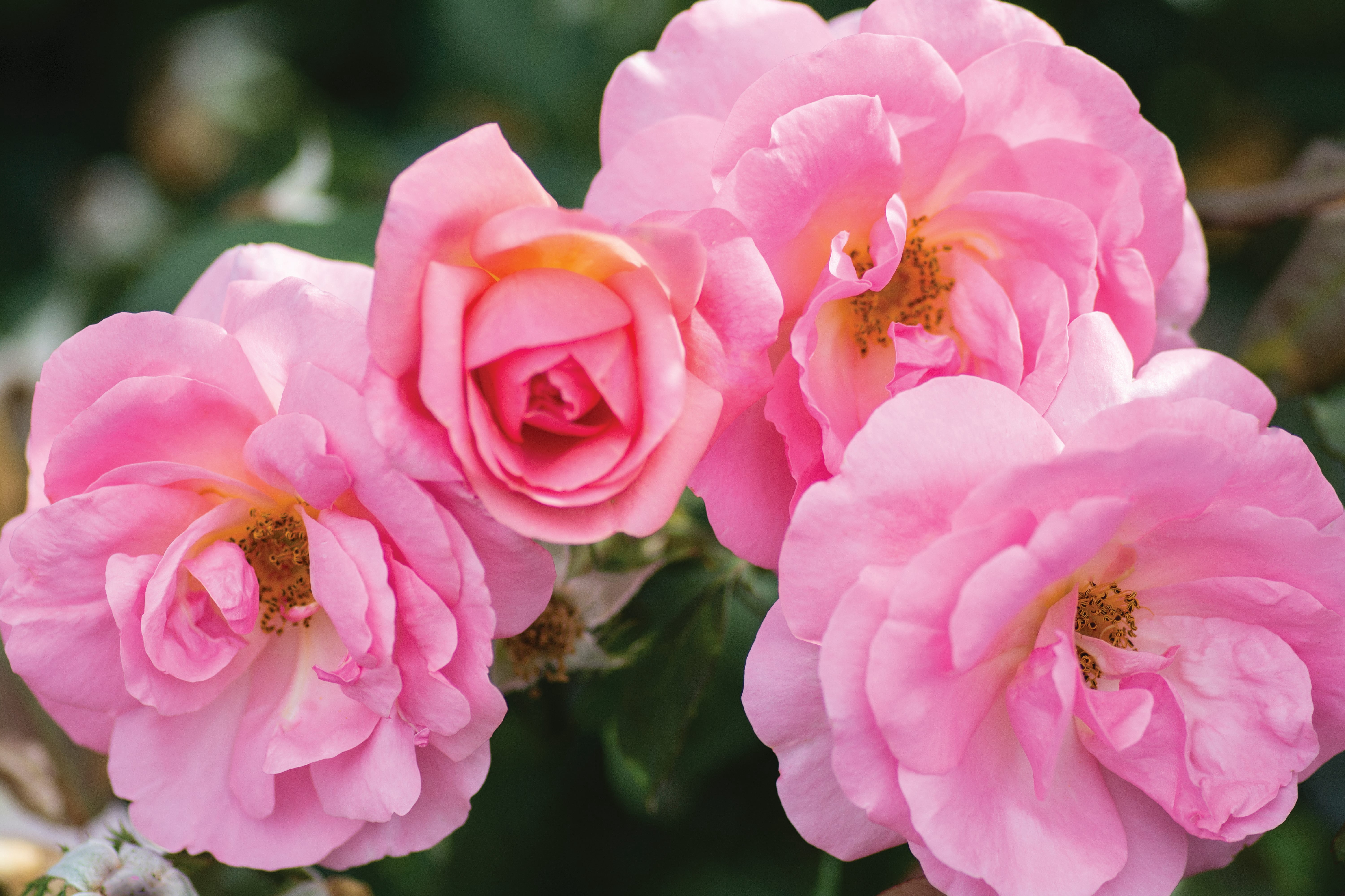 Knock Out Roses Peachy Knock Out Rose 3 Gallon (Rosa) Pink Petals with Yellow Center of the Flowers Are Disease Resistant Live Outdoor Plant