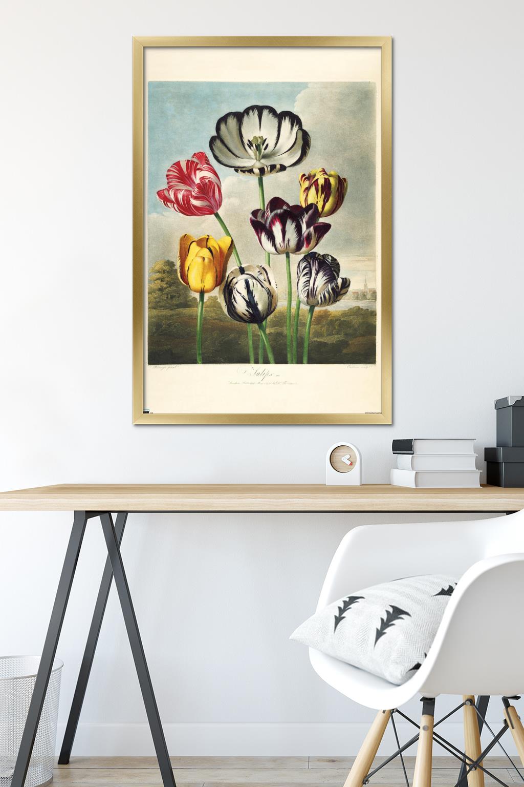 Tulips from the The Temple of Flora Wall Poster, 22.375" x 34" Framed