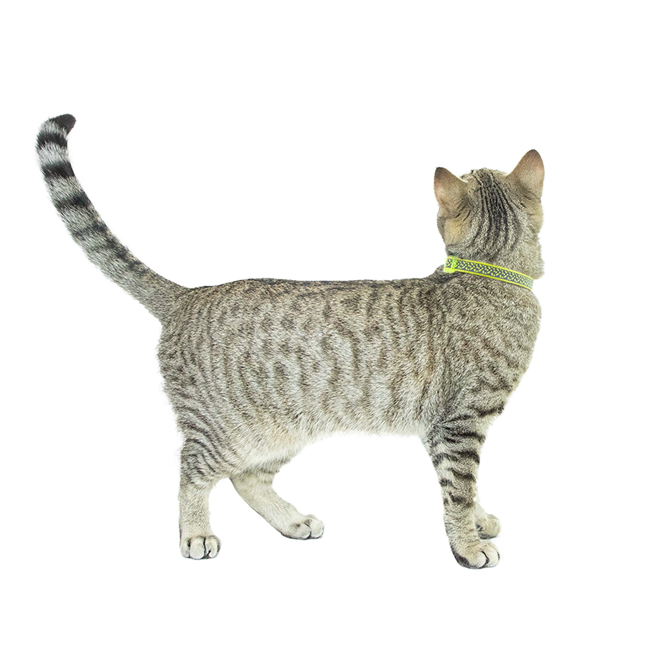 Vibrant Life 2-Pack Cat Collar, Multi Tie Dye and Yellow Reflective, One Size
