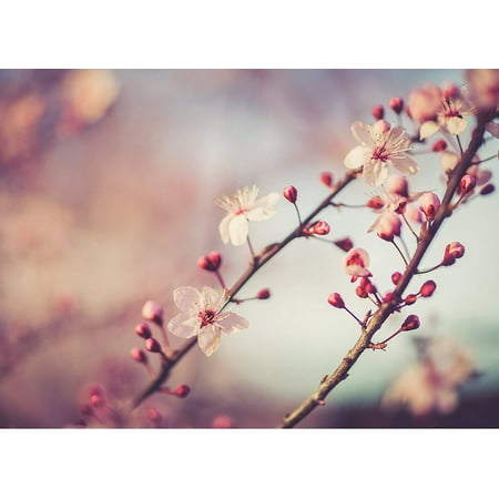 Decorator Spring Wound Wall - Cherry Blossom In Spring Home Wall Decor Art Decorations Prints, Small Signs - 7.5x10.5