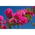 thumbnail image 2 of Crape Myrtle Tonto  1 Extra Large 3 Gallon Plant  Lagerstroemia 'Tonto'  Hardy Fuchsia Blooms  Compact Growth, 2 of 7