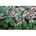 thumbnail image 6 of 10 HARDY BEGONIA Grandis Rose Pink Perennial Sun - Shade Flower Seeds, 6 of 11