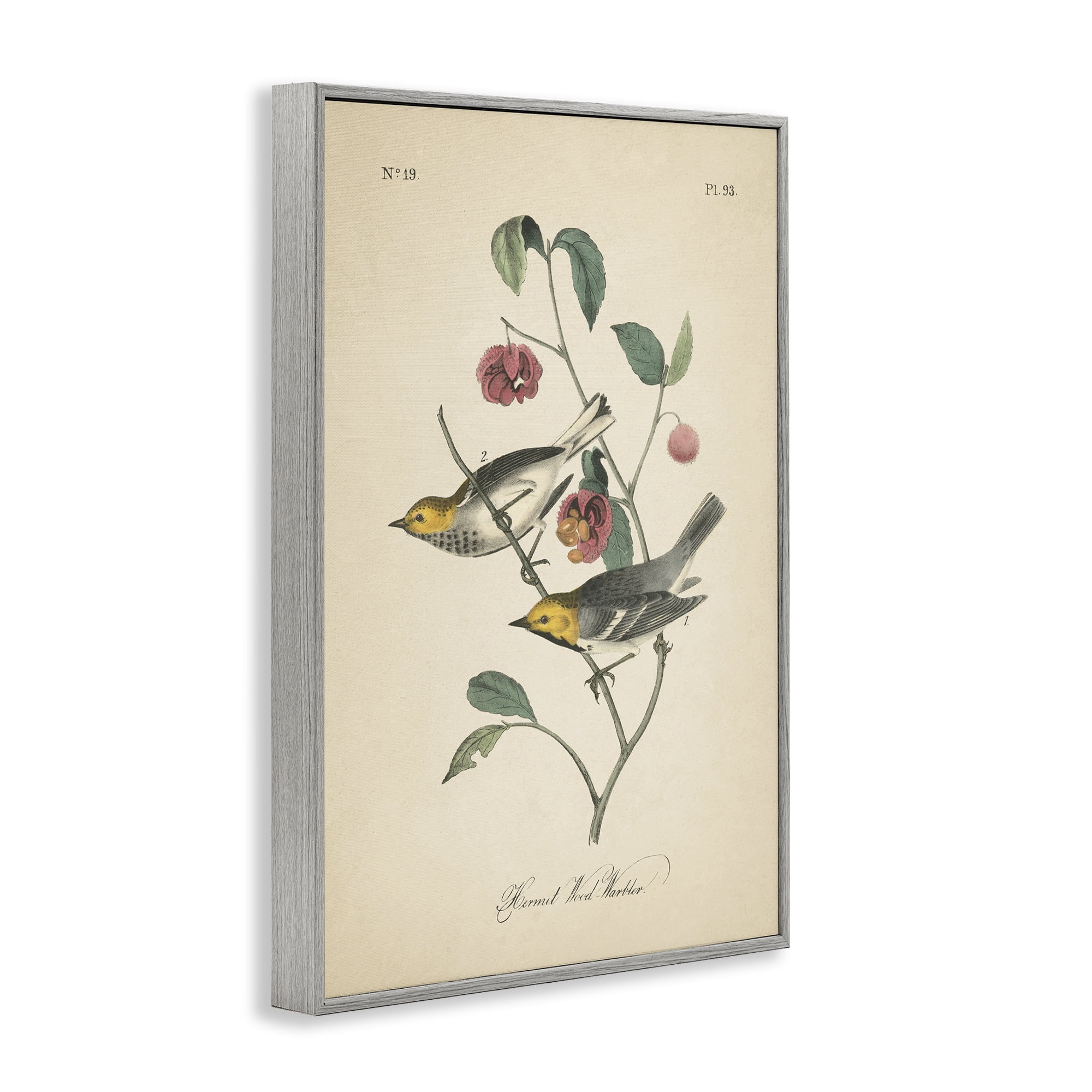Stupell Industries Vintage Warbler & Plants Animals & Insects Painting Gray Framed Art Print Wall Art, 16 x 24