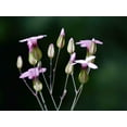 thumbnail image 2 of 250 TALL SOAPWORT Saponaria Hispanica syn. Saponaria Vaccaria Cowcockle Prairie Carnation Cow Herb Pink Flower Seed, 2 of 2