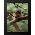thumbnail image 2 of Parker, Susann 11x14 Black Modern Framed Museum Art Print Titled - Woodland Essentials, 2 of 5