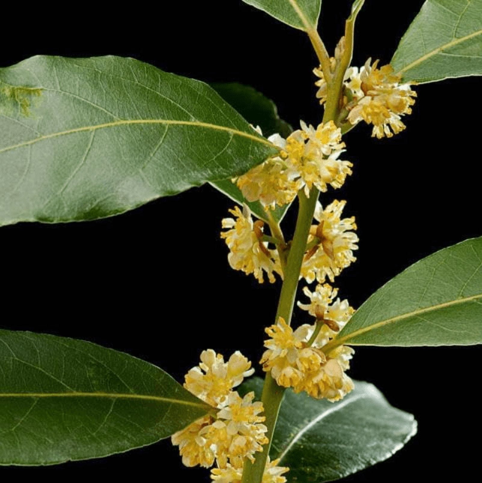 Pack of 2 Bay Laurel Live Starter Plants for Planting, Sweet Bay Laurel Trees, Laurus Nobilis Plant, Bay Leaf Tree Plant, 4-8 Inch Tall, No Ship Pot