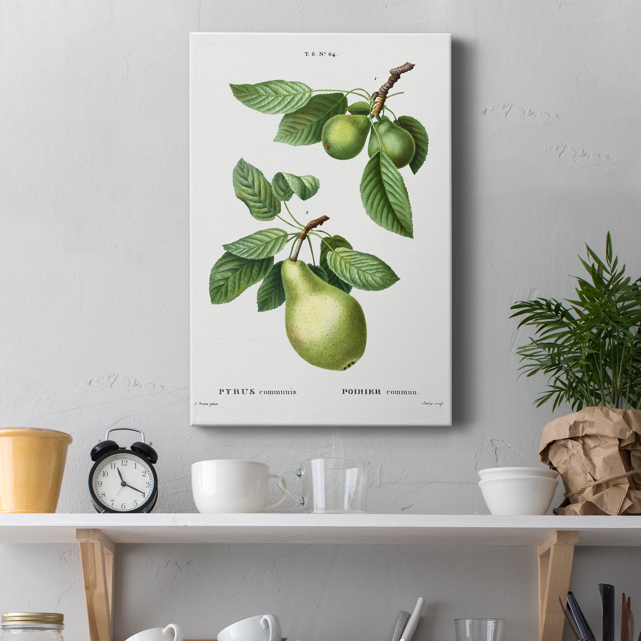 Pear, Pyrus communis from Traité des Arbres et Arbustes que l'on cultive en France en pleine terre Premium Gallery Wrapped Canvas - Ready to Hang - 12 x 18
