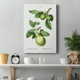 thumbnail image 4 of Pear, Pyrus communis from Traité des Arbres et Arbustes que l'on cultive en France en pleine terre Premium Gallery Wrapped Canvas - Ready to Hang - 8 x 12, 4 of 9