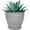 Dalmation, variant on Headwind Riverside Collection – 6" Calcite Grey Glazed Decorative Plant Pots Indoor with Drainage & Outdoor - Modern Flower Pot Weather-Resistant Lightweight Planter by Robert Allen