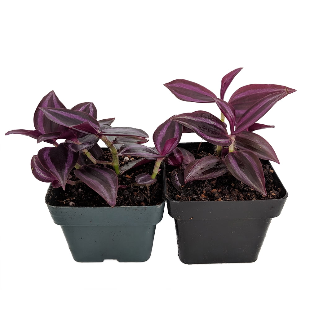Burgundy Wandering Jew 2 Plants 3&quot; Pots Easy to Grow
