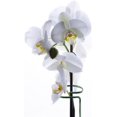 thumbnail image 4 of 10 piezas de estacas para plantas de interior, tallo de jardín, soporte de flores, soporte de plantas de bucle único, estacas de Amaryllis, soporte, soporte para flores, 4 of 5