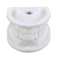 thumbnail image 2 of Modelo De Dientes Dentales Modelo de dientes dentales, accesorios educativos, modelo de dientes estándar, suministros de demostración Tmvgtek Cuidado Belleza, 2 of 8