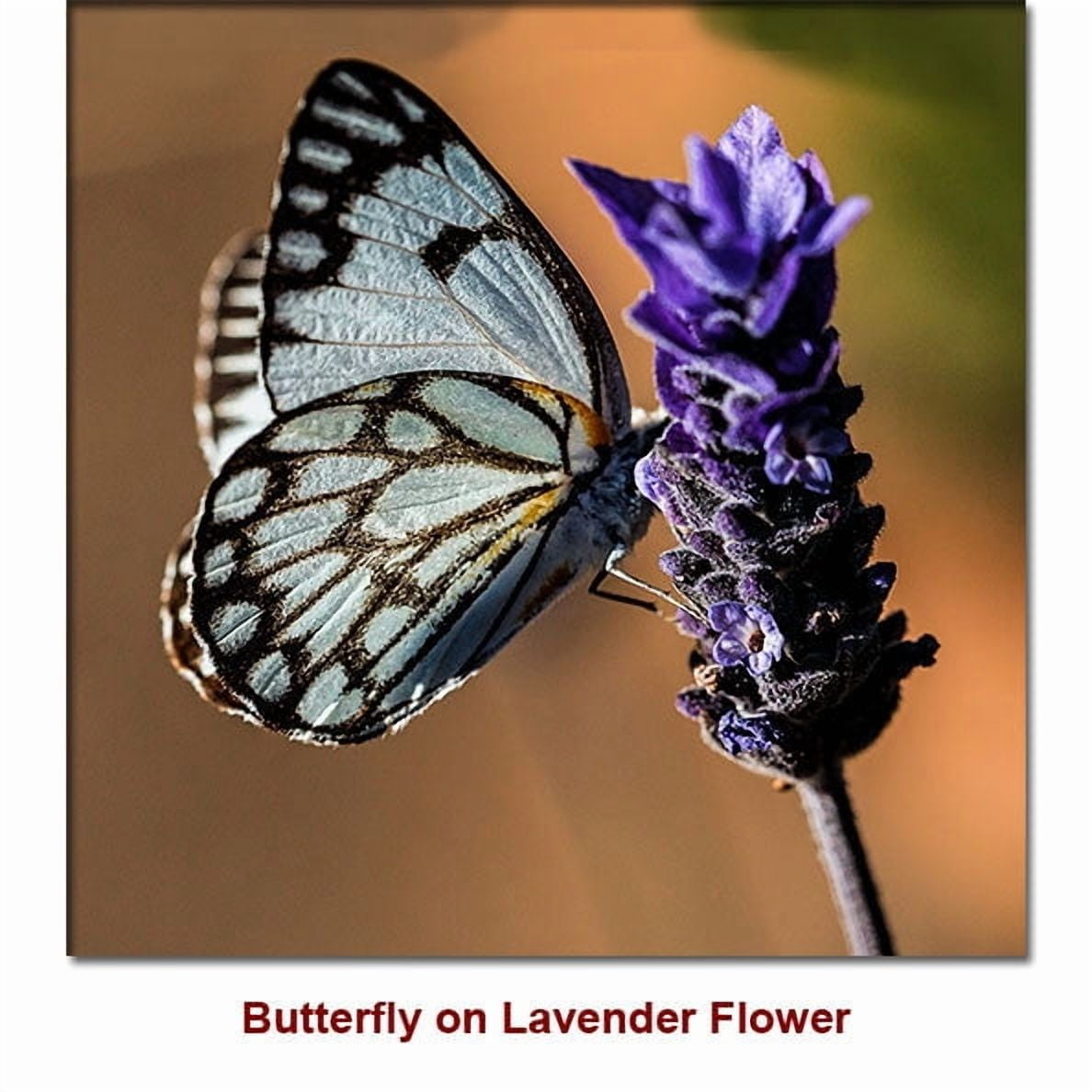 Lavender French Essential Oil 15 ml (1/2 fl oz) - 100% Pure and Natural by Silky Scents