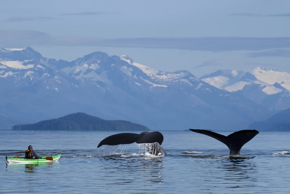 A Sea Kayaker Watches As A Group Of Humpback Whales Lift Their Flukes Returning To The Bountiful Waters Of Se Alaskas Stephens Passage Tracy Arm And Coast Range Mountains Rise BeyondComposite Mr Ed Em