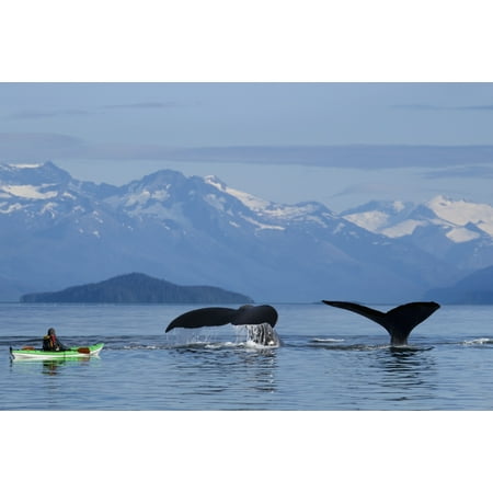 A Sea Kayaker Watches As A Group Of Humpback Whales Lift Their Flukes Returning To The Bountiful Waters Of Se Alaskas Stephens Passage Tracy Arm And Coast Range Mountains Rise BeyondComposite Mr Ed Em