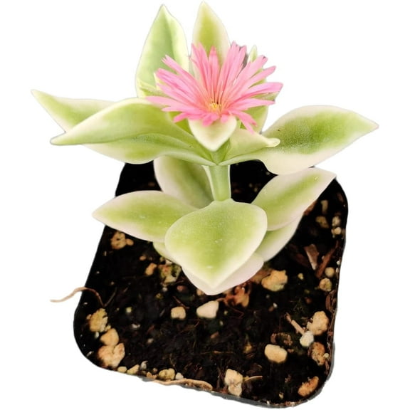 Live Variegated Succulent Plants (2"Pot Aptenia Cordifolia Variegata)