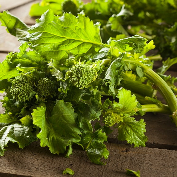 Broccoli Raab 3 Grams ~900 Seeds—Early Fall Rapini—Brassica rapa ruvo—Heirloom, Non-GMO Days to Harvest—Cool-Season Crop for Spring/Fall—Open Pollinated—Garden or Container