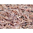 thumbnail image 5 of Live Red Worms - 30 Count - 2" to 4" - Perfect Size for Most Fish Including Trout, Bass, Etc., 5 of 5