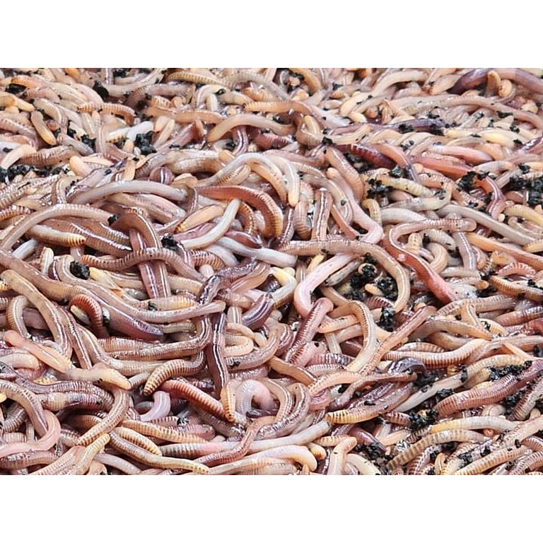 Live RED WORMS - 30-Count - 2 to 4 - the Perfect Size for Most Fish  Including Trout, Bass, Etc. 