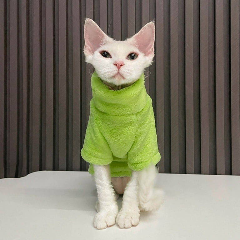 Hairless cat in sweater cheap