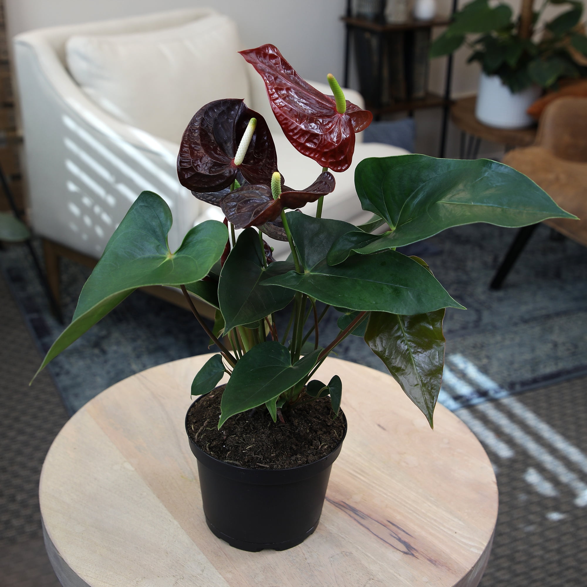 Altman Plants Black Chocolate Anthurium, 14-18
