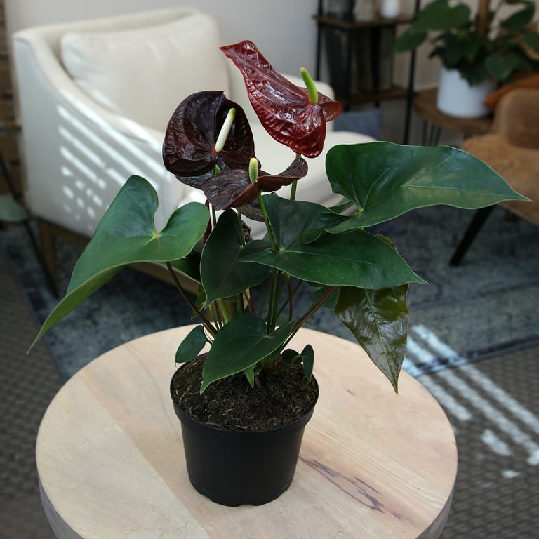 Altman Plants Black Chocolate Anthurium, 14-18