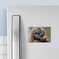 thumbnail image 3 of CafePress - Orangutan001 Magnets - Rectangle Magnet, 2"x3" Refrigerator Magnet, 3 of 3