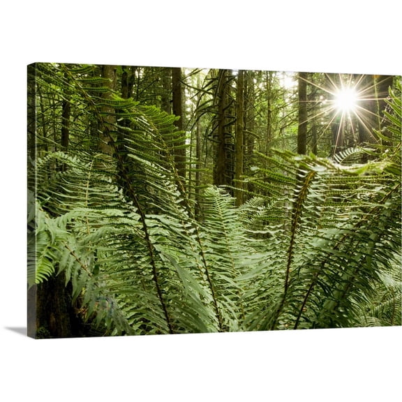 Great BIG Canvas | "Sword ferns carpeting forest floor, Harrison Mills, British Columbia" Canvas Wall Art - 48x32