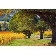 thumbnail image 1 of Gango Home Decor Oak & Vine III by Rita Crane (Printed on Paper); One 36x24in Fine Art Paper Giclee Print, 1 of 4